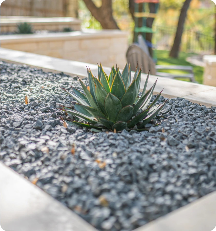 Close-up of a succulent native to Austin, Texas in a custom-made planter.